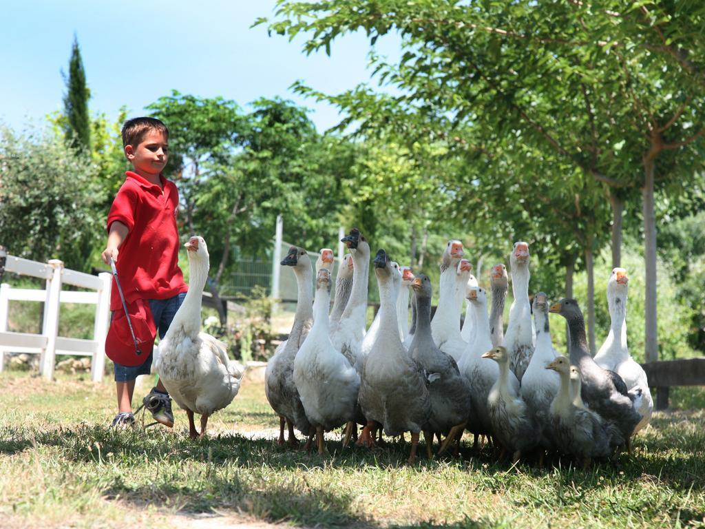 Farm stay El Mas De Xeta Llutxent